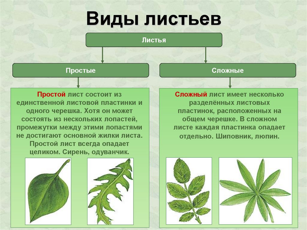 Простой лист фото Лист простой - Вопросы и ответы