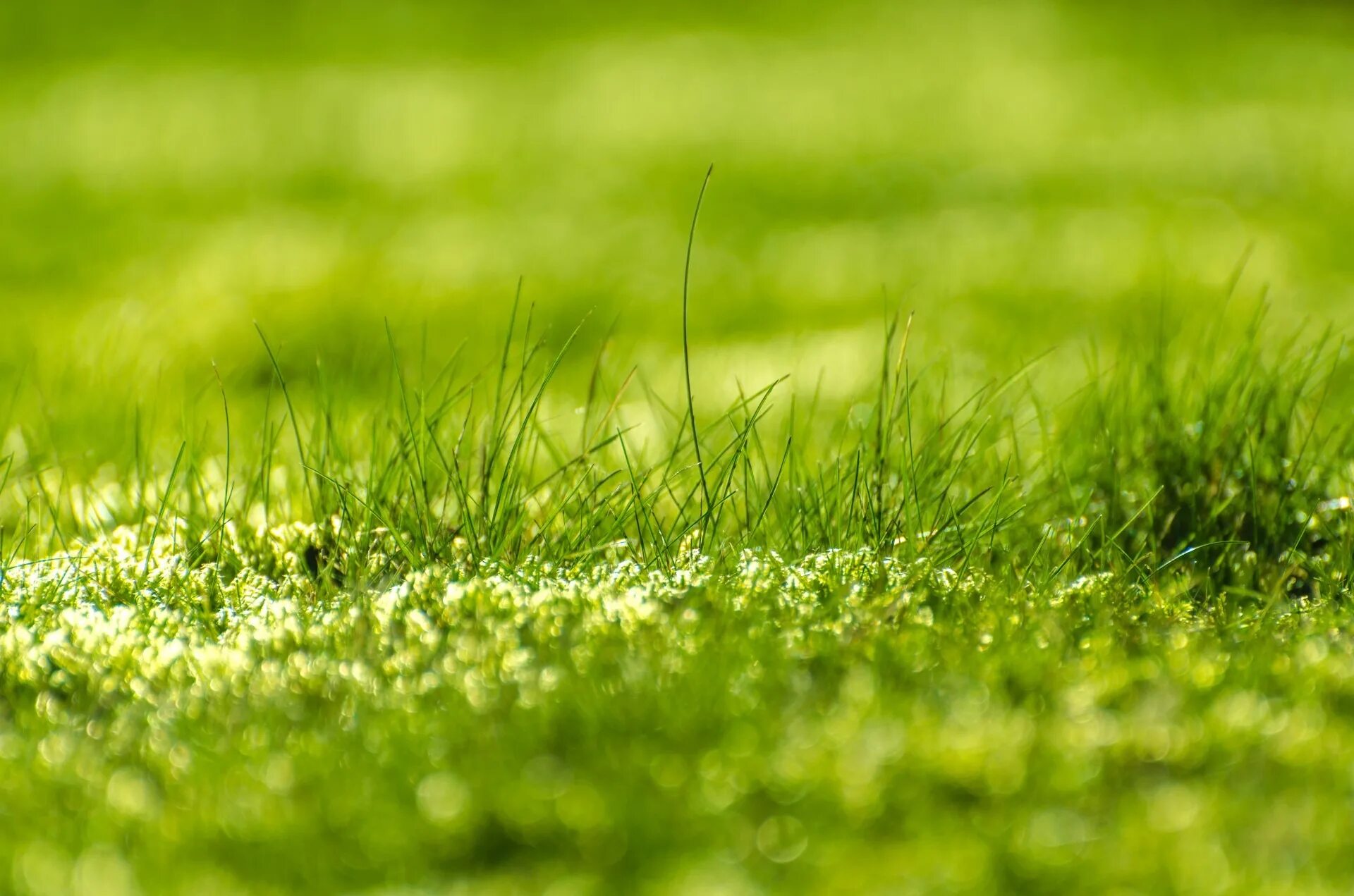 Простой траве фото Blurred green meadow grass free image download