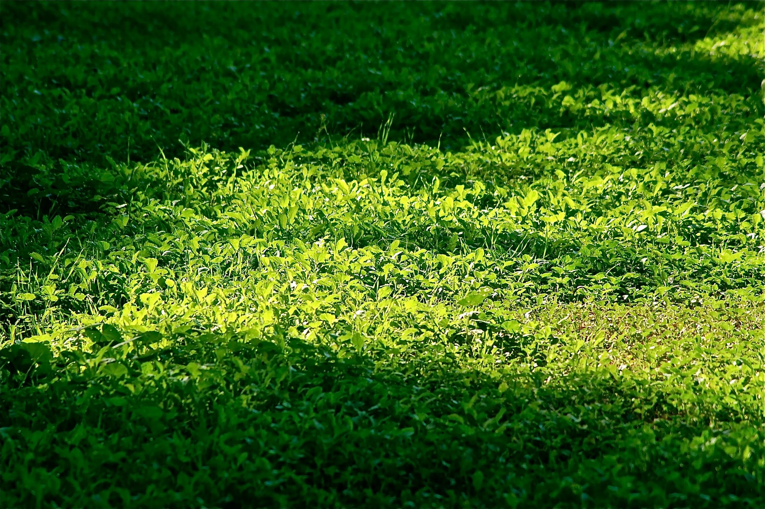 Простой траве фото Free Images : tree, field, lawn, meadow, sunlight, texture, leaf, flower, green,