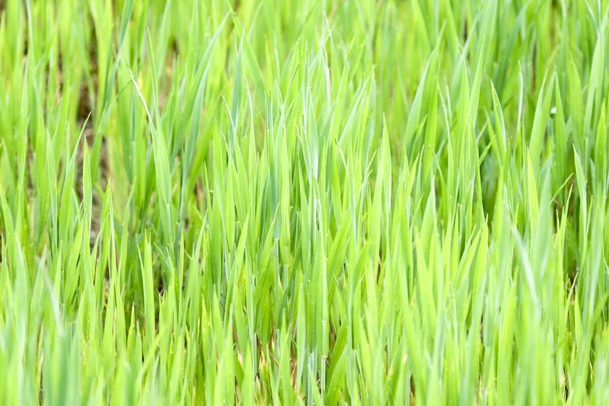 Простой траве фото File:Ggreen light grass.jpg - Wikimedia Commons