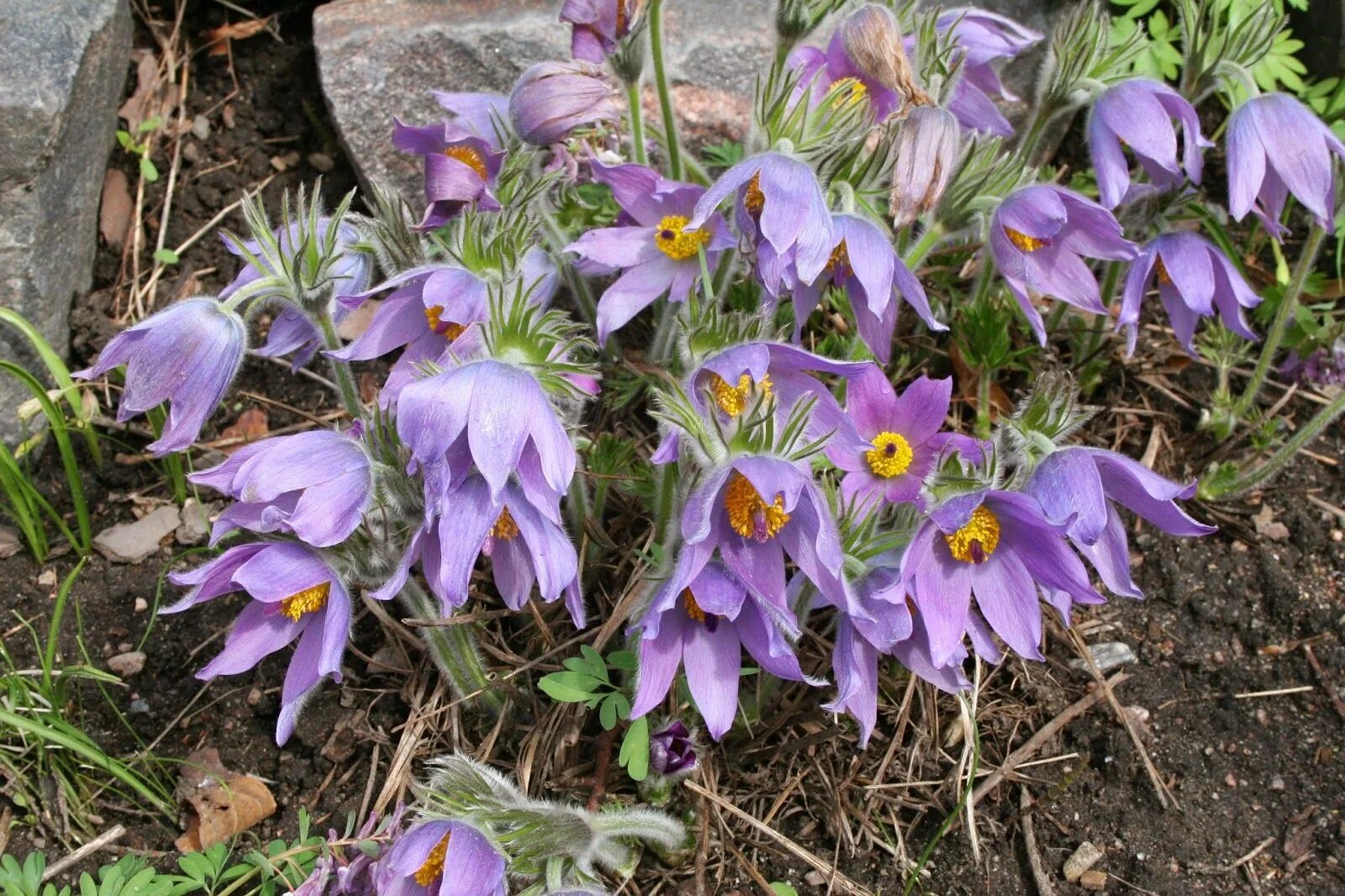 Прострел обыкновенный (Pulsatilla vulgaris) - Питомник Летний сад