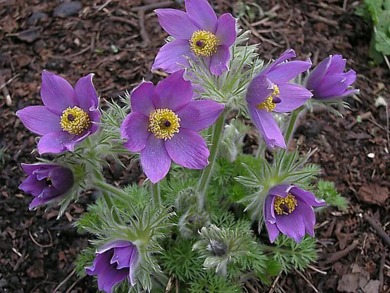 Прострел фото цветов Прострел обыкновенный: купить в Москве саженцы Pulsatilla vulgaris в питомнике "