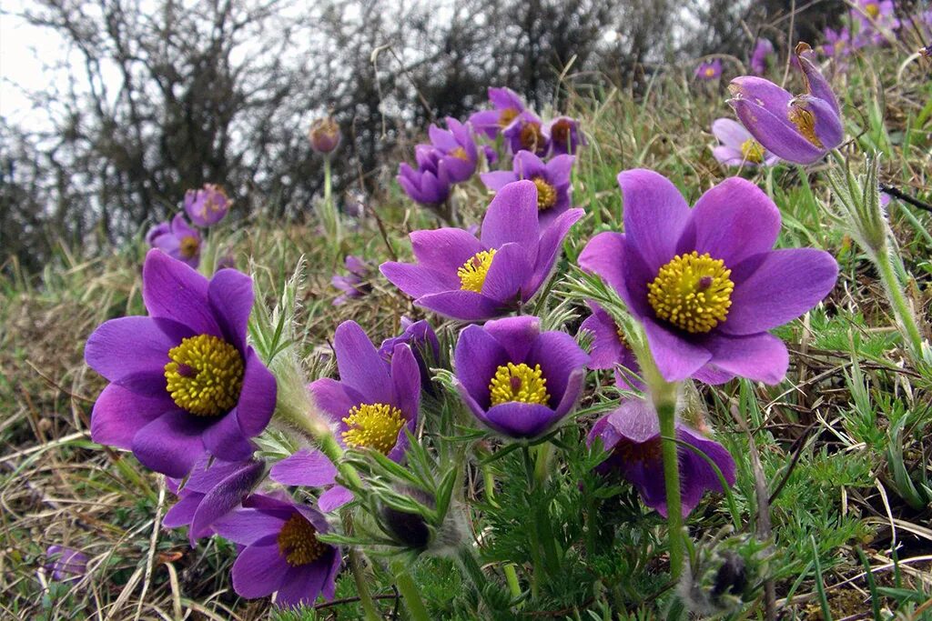 Прострел фото цветов Прострел обыкновенный (Pulsatilla vulgaris) - Питомник Летний сад