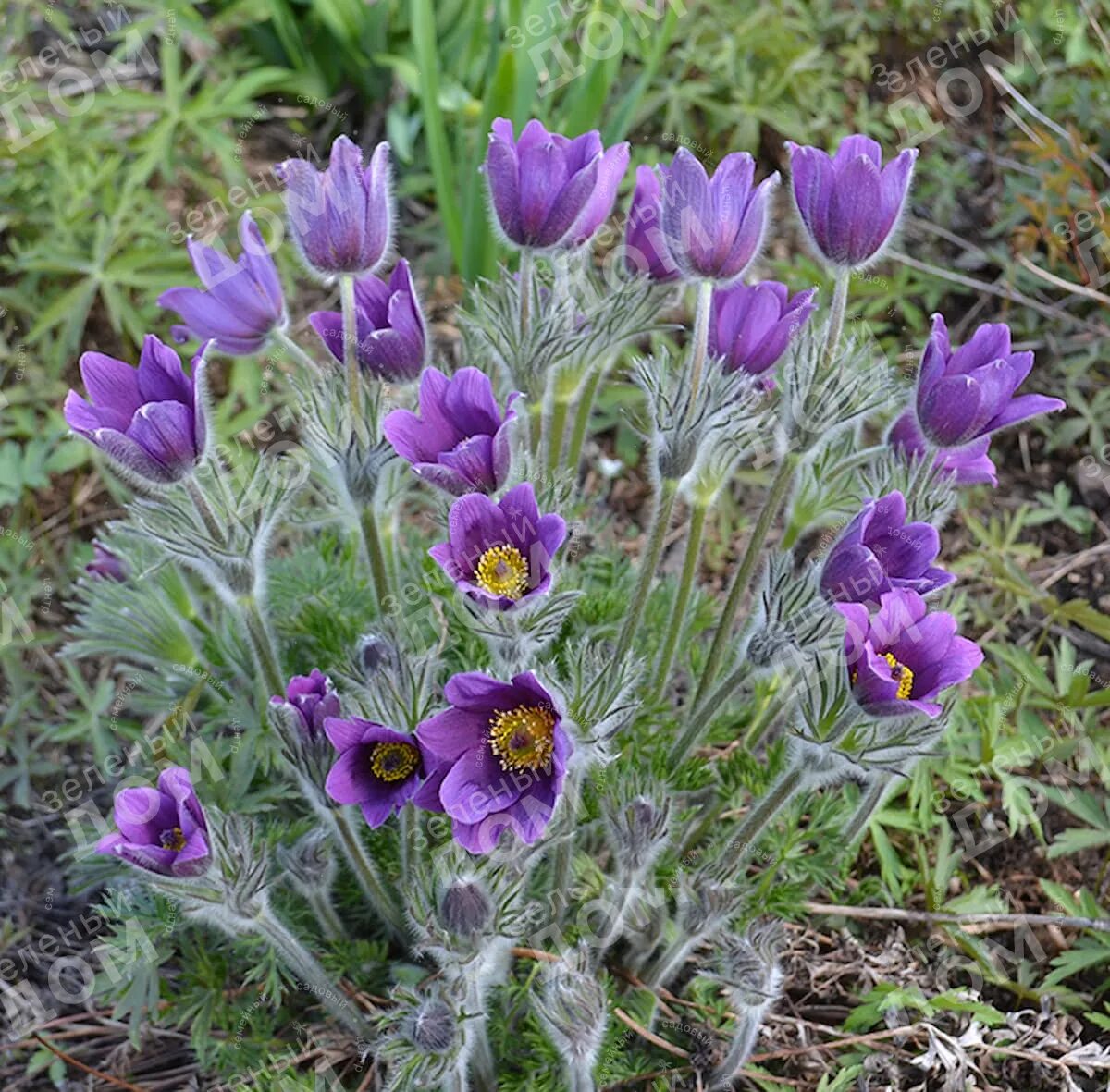 Прострел посадка и уход фото Прострел обыкновенный Violet Blue - Купить саженцы в Екатеринбурге в интернет-ма