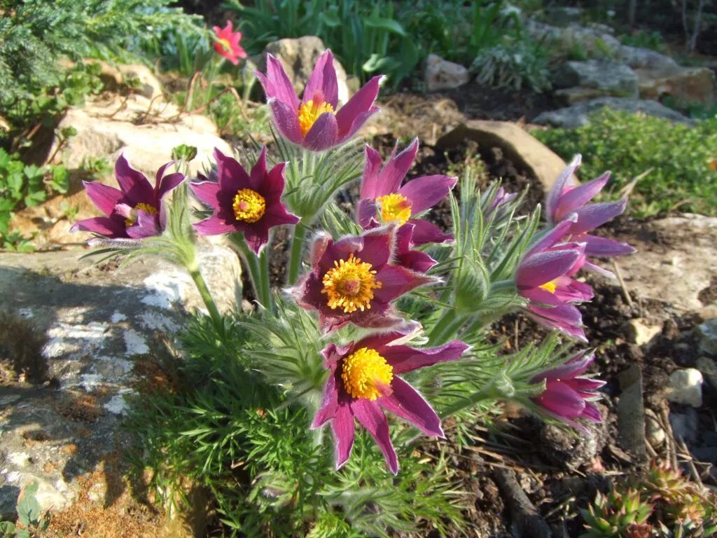 Прострел посадка и уход фото Прострел, сон-трава (Pulsatilla) Страница 2