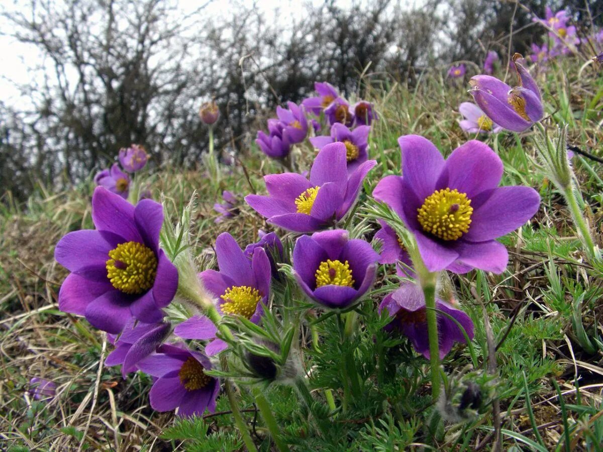 Прострел растение фото и описание посадка Pasque Flower (Anemone pulsatilla) Types of purple flowers, Flower seeds, Spring