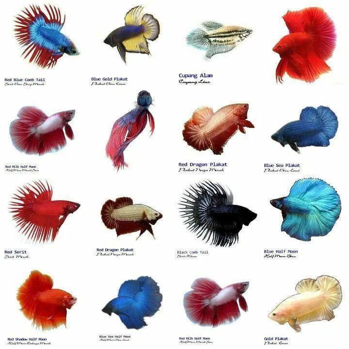 Простые аквариумные рыбки фото с названиями Small Aquarium Fish List Tropical fish aquarium, Betta fish types, Betta fish