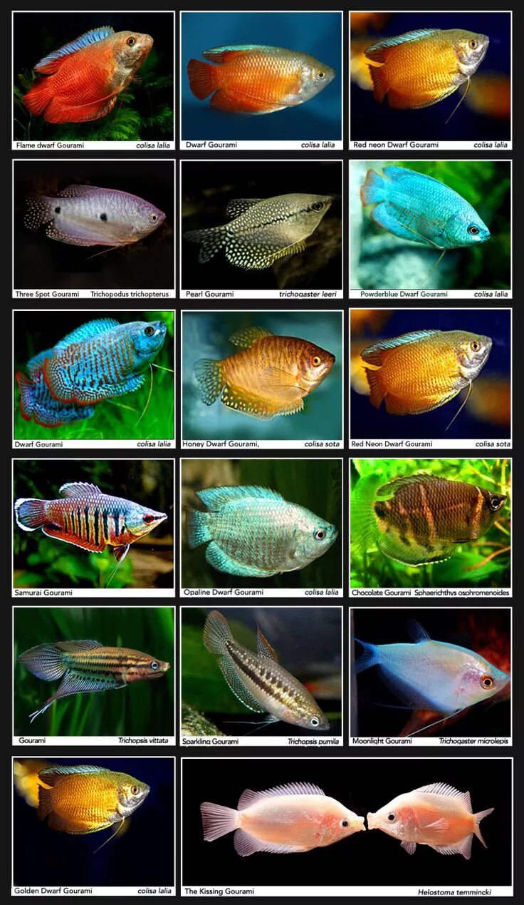 Простые аквариумные рыбки фото с названиями Gouramis INDONESIAN TROPICAL FISH/INDONESIA ORNAMENTAL FISH/INDONESIA AQUARIUM F