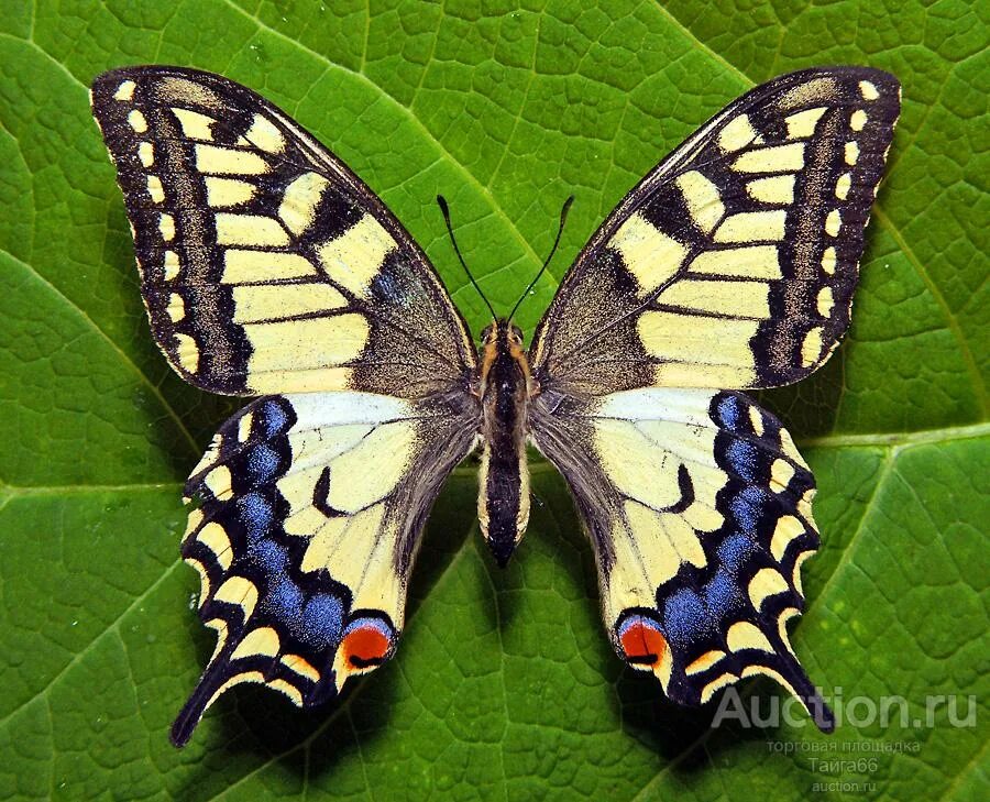 Простые бабочки фото Фауна Дальнего Востока Махаон (лат. Papilio machaon) - дневная бабочка из семейс