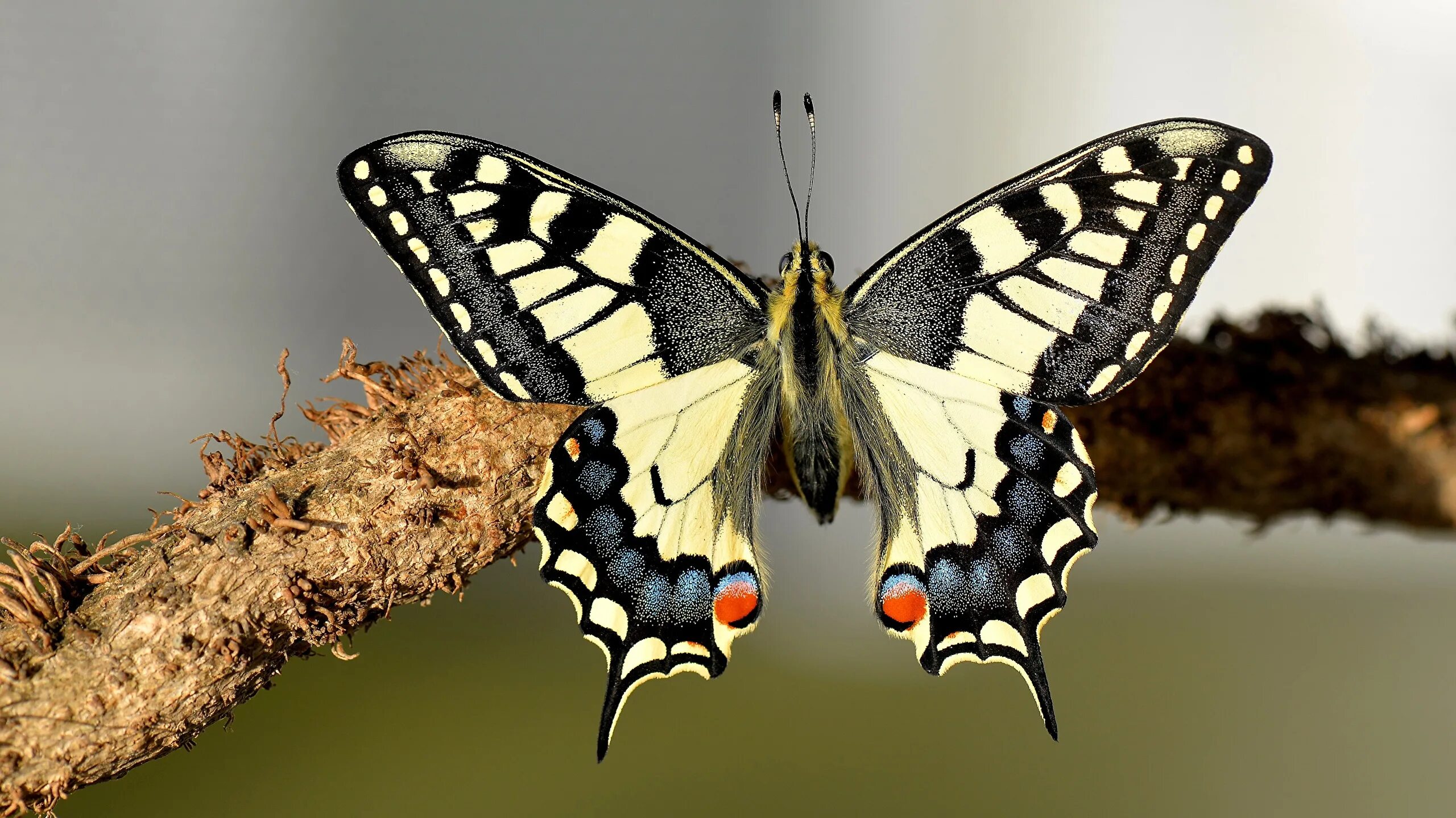 Простые бабочки фото Фотографии Бабочки насекомое machaon вблизи животное 2560x1440