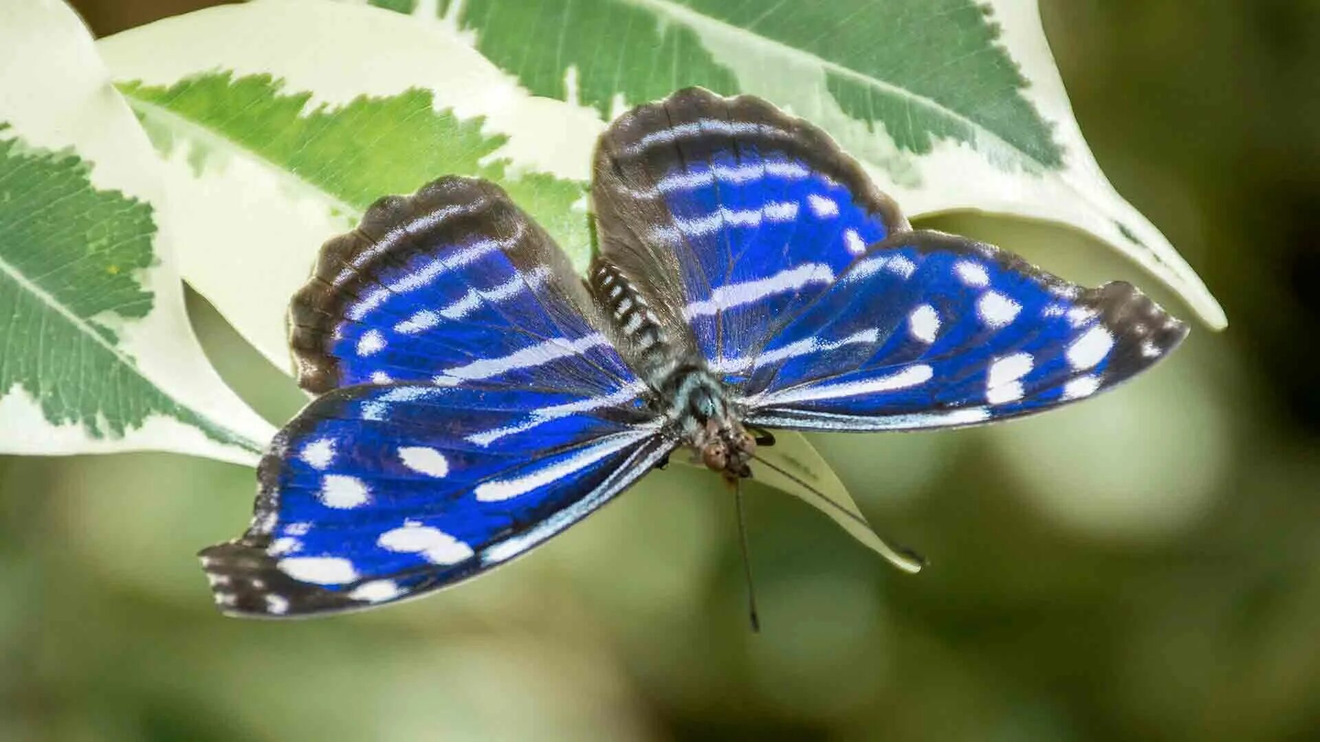 Простые бабочки фото PacSci Now: Butterflies Emerging - Pacific Science Center