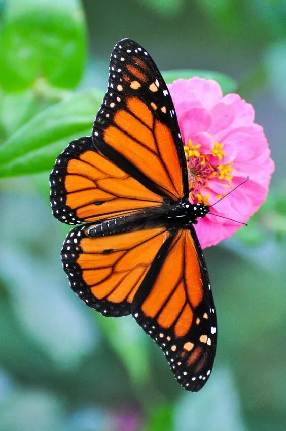 Простые бабочки фото Pin by Karen Crowe on Crow and Butterfly Butterfly photos, Butterfly pictures, B