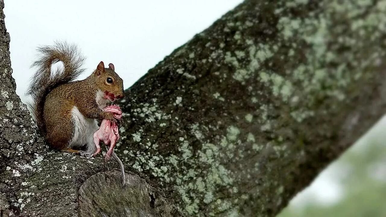 Простые белки фото squirrel cannibal - YouTube