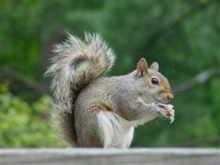 Простые белки фото Pin by Scott Grose on Wildlife Squirrel, Squirrel food, Squirrel pictures