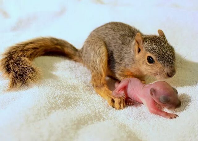 Простые белки фото newborn Baby squirrel, Cute baby animals, Squirrel pictures