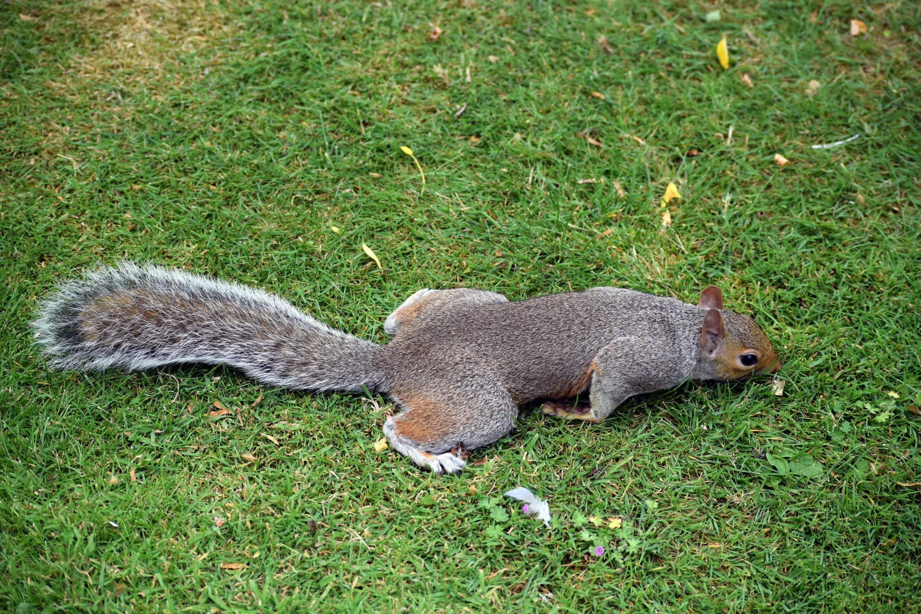 Простые белки фото Free Images : grass, cute, wildlife, wild, mammal, rodent, fauna, tail, vertebra