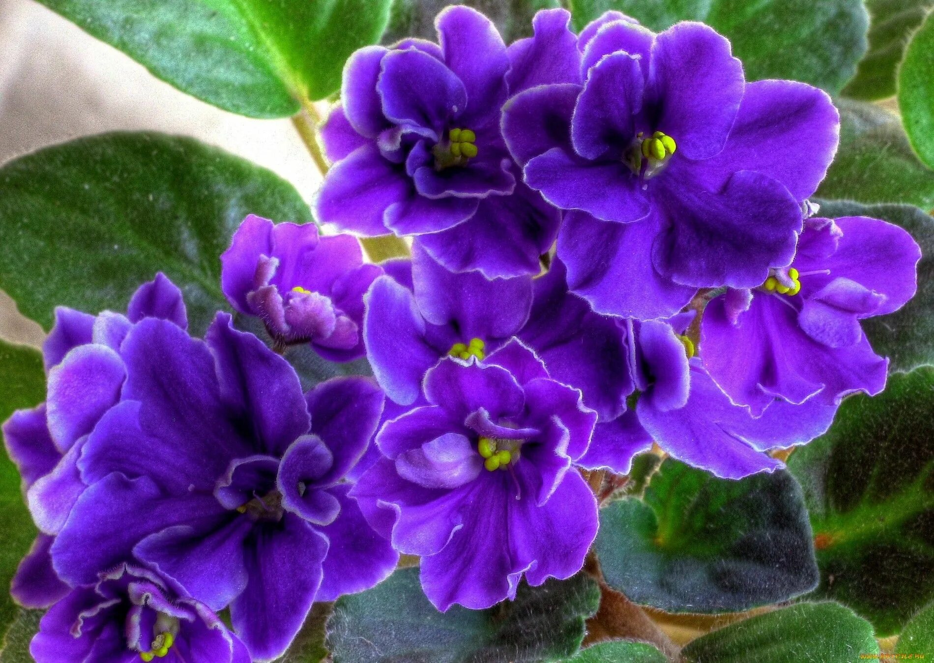 Простые фиалки фото узамбарская фиалка African violets, Indoor flowers, Amazing flowers