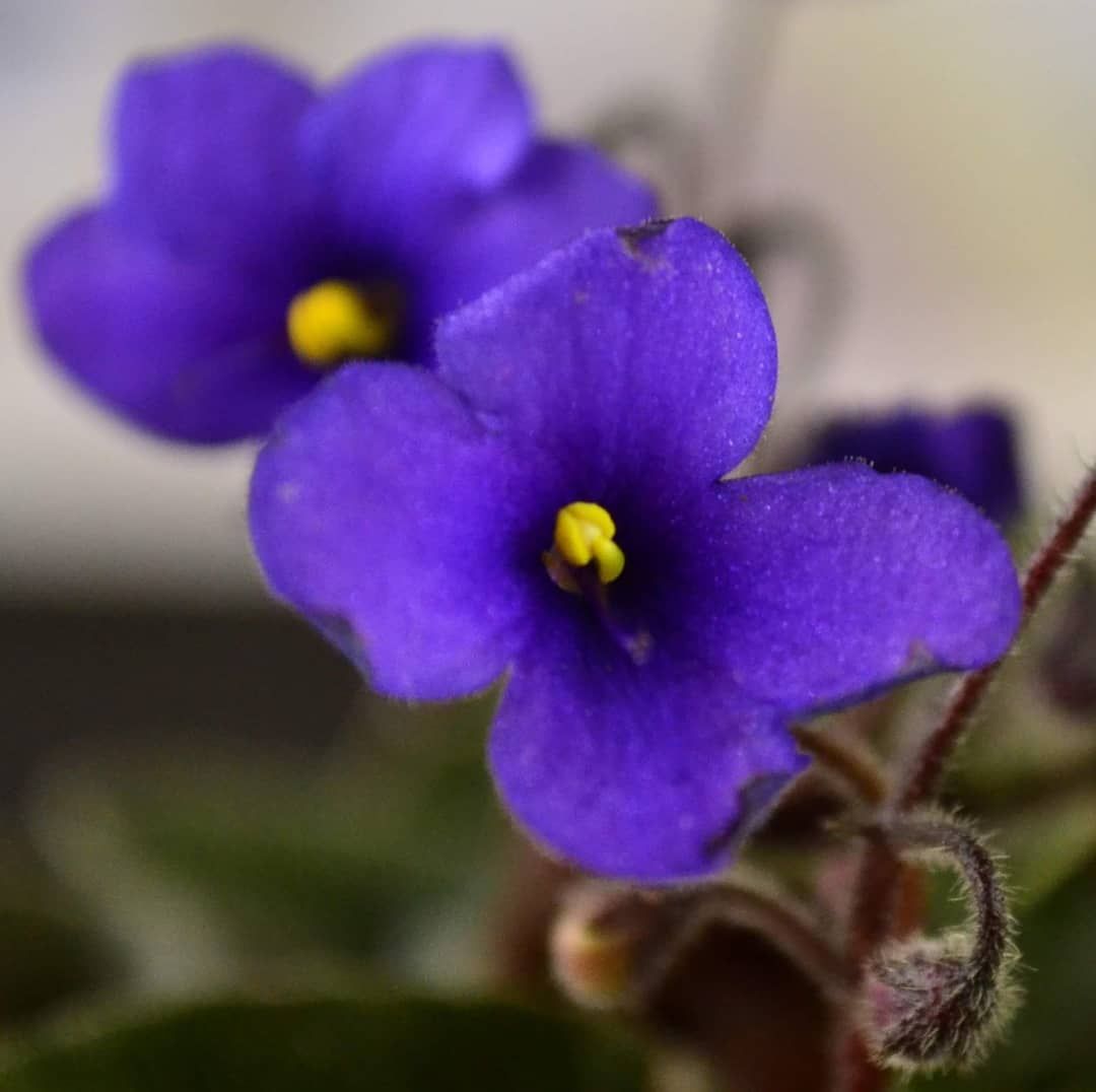 Простые фиалки фото Myakka Trail African Violet Flowers African violets, Violet flower, African viol