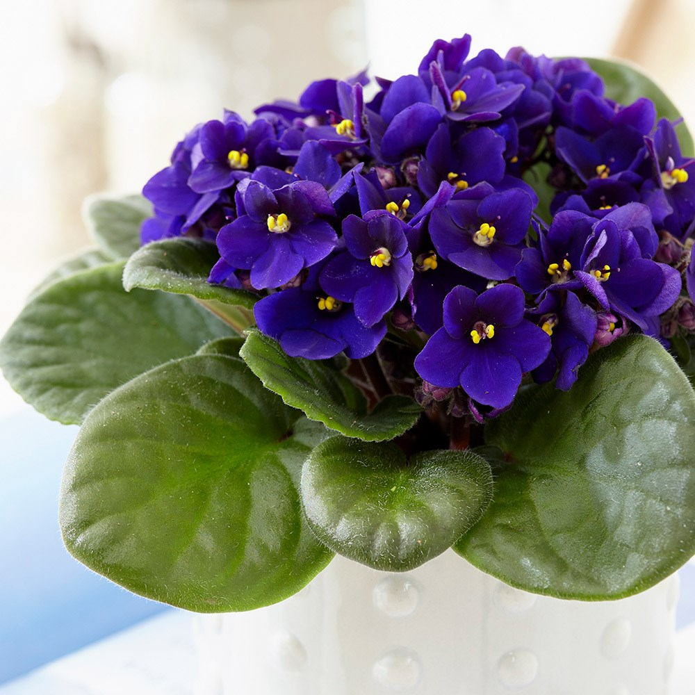 Простые фиалки фото Buy African violet Saintpaulia 'Top Dark Blue': Delivery by Waitrose Garden in a