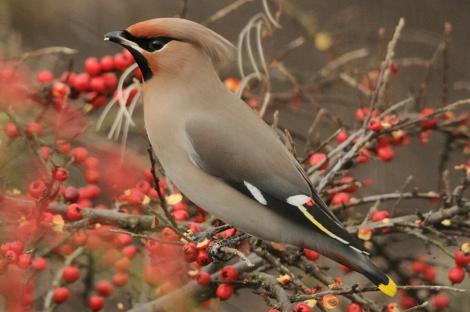 Простые фото птиц птицы фото: 43 тыс изображений найдено в Яндекс.Картинках Bird, Birds, Old photo