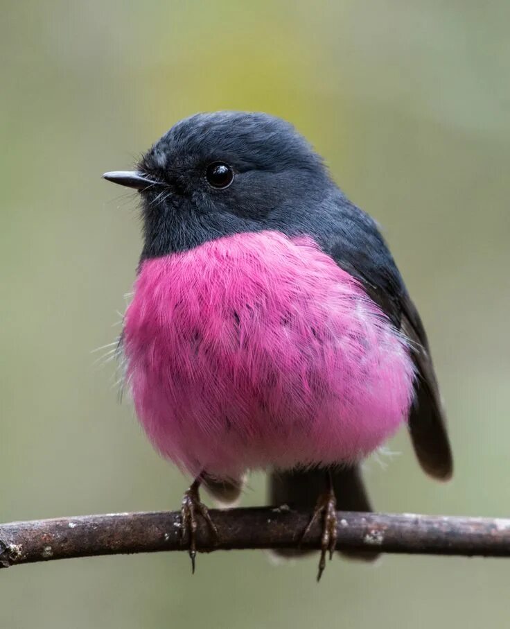 Простые фото птиц Pink Robin (Male) Exotic birds, Cute birds, Animals beautiful