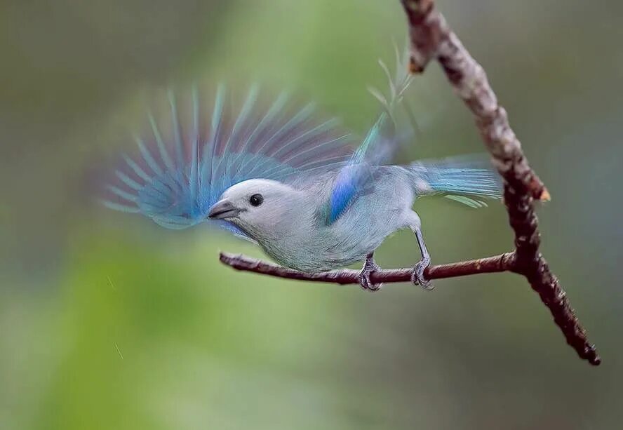 Простые фото птиц Fluttering feathers Rainforest birds, Rare birds, Beautiful birds