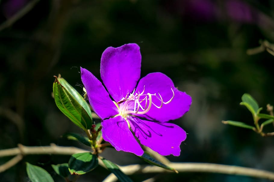 Простые фото цветов te male flowers, nature, purple, plant, flower, leaf, summer, garden Piqsels