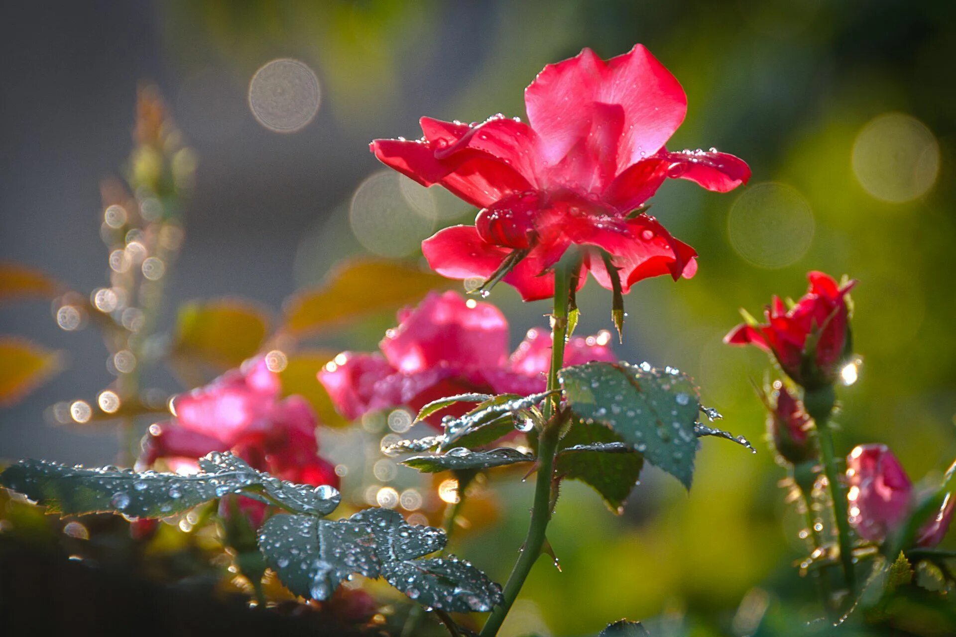 Простые фото цветов цветы роза красная роса лепестки макро HD обои для ноутбука Flores, Natureza, Lu