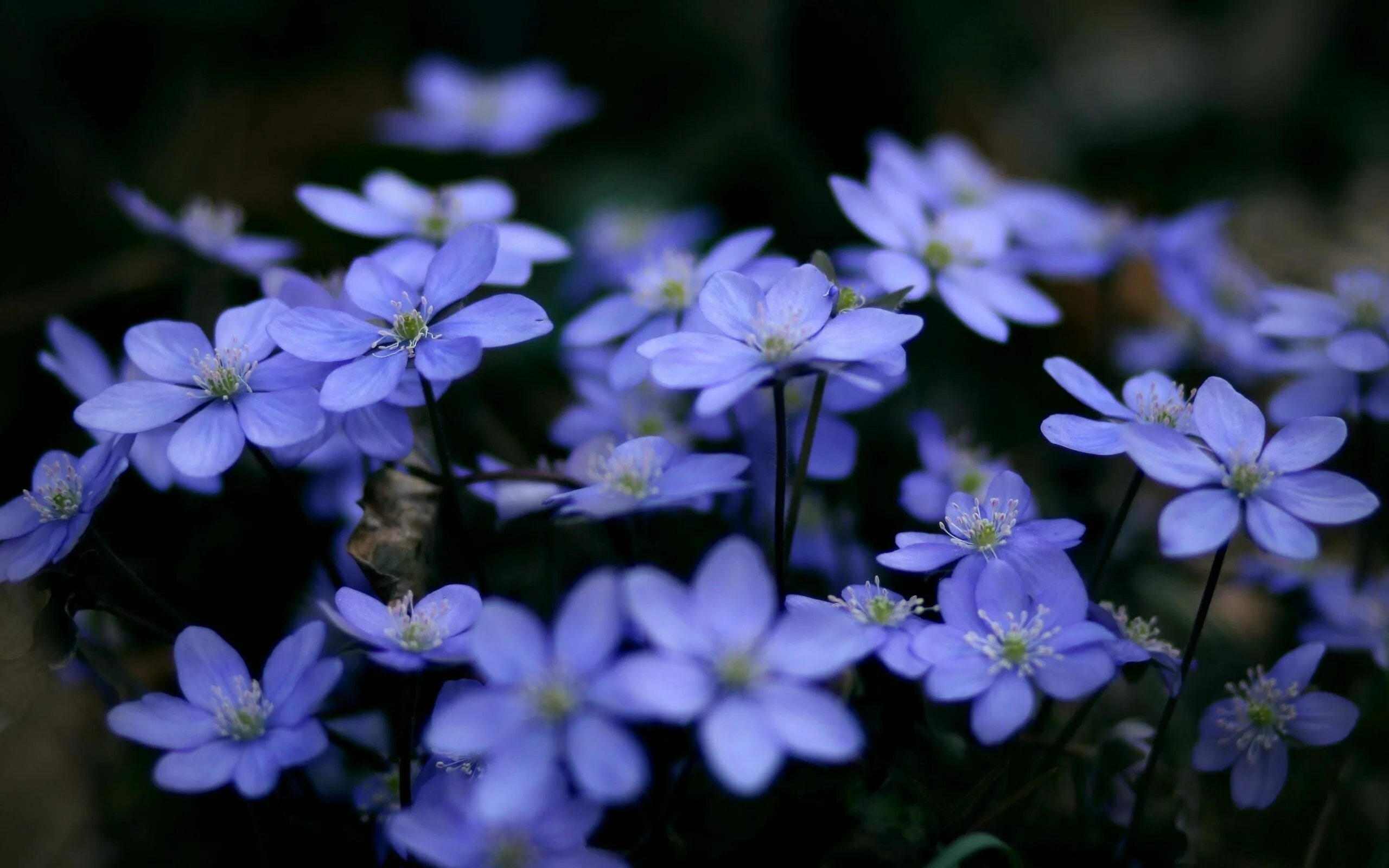 Простые фото цветов Delicate+Flowers+wallpaper Bunga biru, Bunga ungu