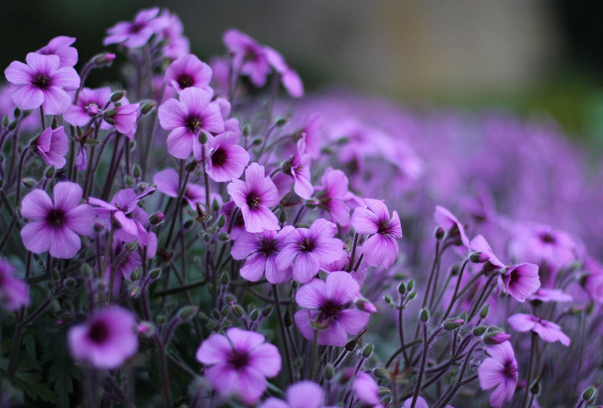 Простые фото цветов Download Geranium Purple Flowers At Garden Wallpaper Wallpapers.com