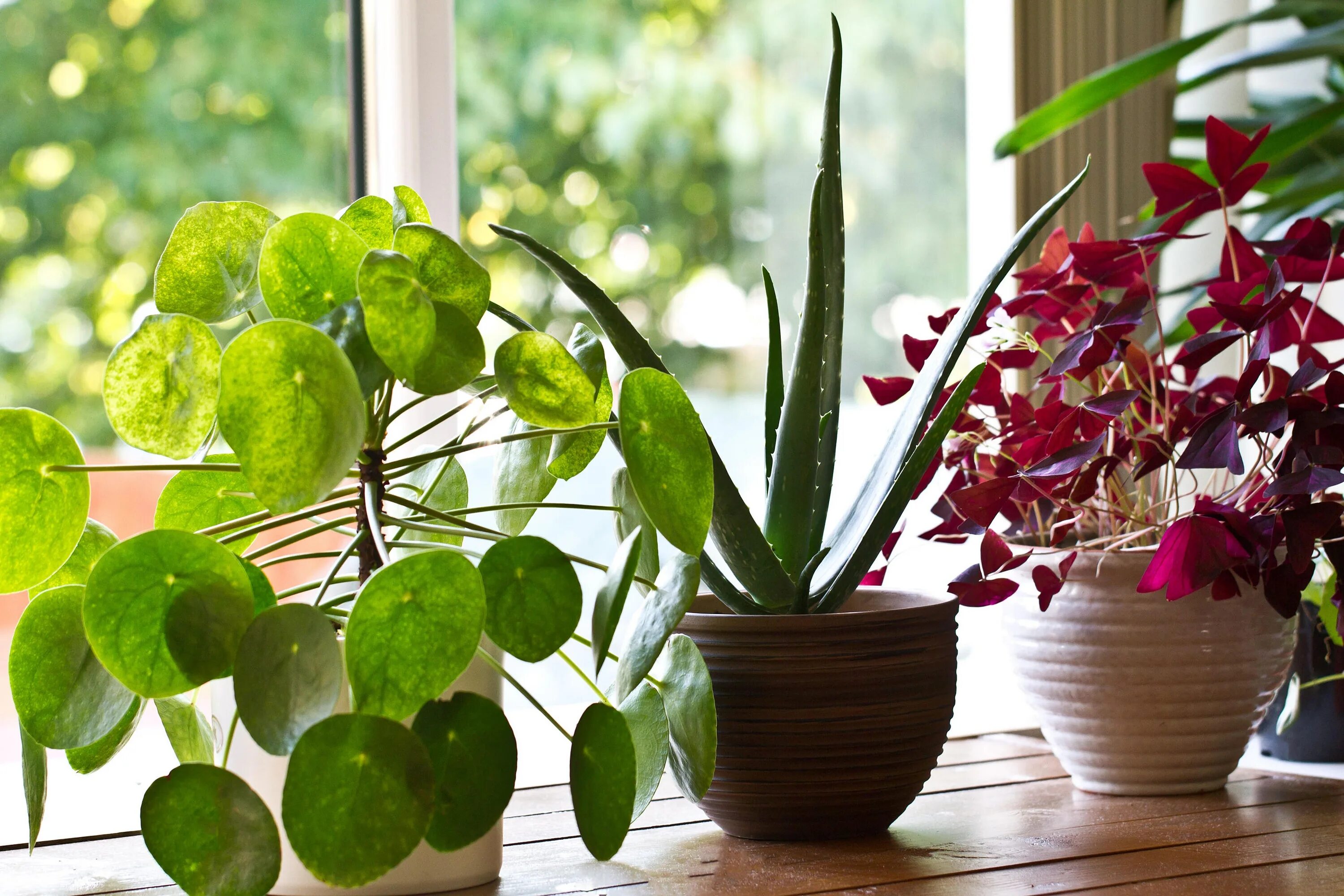 Простые комнатные растения фото Houseplant myths: An expert sorts fact from fiction The Independent