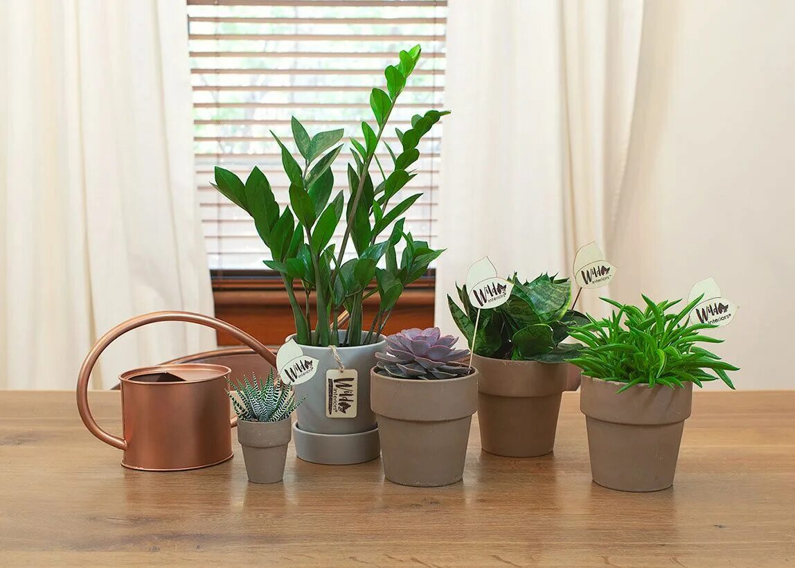 Простые комнатные растения фото Wild Interiors - 7 Indoor Plants Your Kids Can Grow Indoor plants, Plants, Easy 