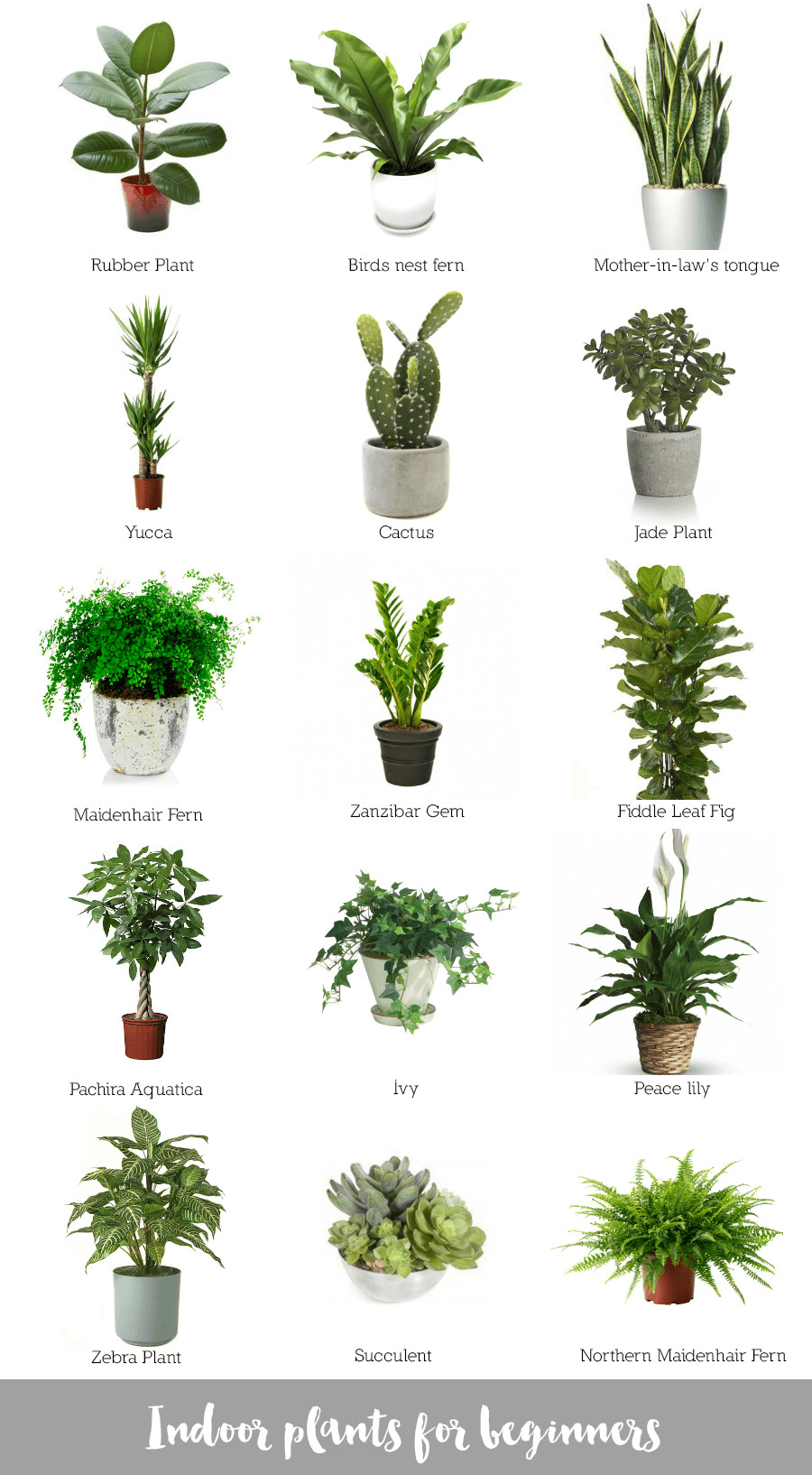 Простые комнатные растения фото и названия Indoor plants for beginners Best desk plants, Desk plants, Plants indoor apartme