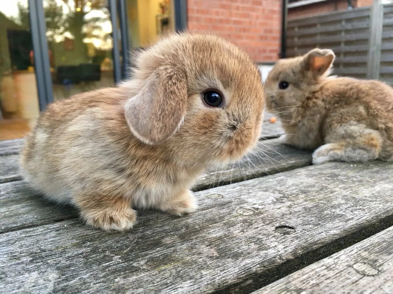 Простые кролики фото Cinnamon mini lop baby rabbit (buck) in B38 Birmingham for £ 50.00 for sale Shpo