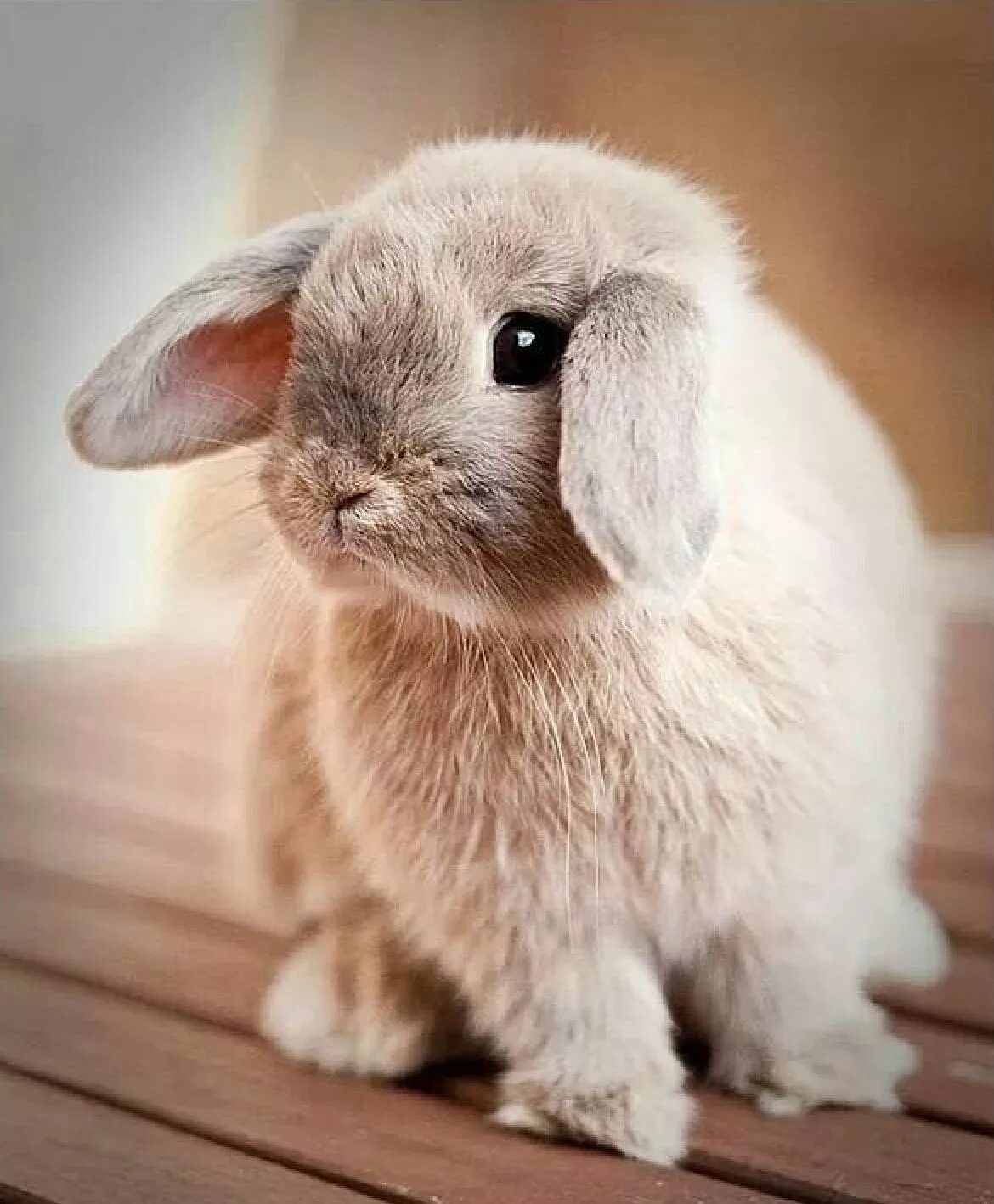 Простые кролики фото Pin on Bunnies Cute baby animals, Baby animals, Cute baby bunnies