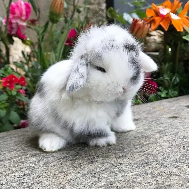 Простые кролики фото 1,338 Likes, 8 Comments - Rabbit Lover World (@rabbitloverworld) on Instagram: "