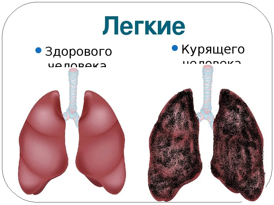 Простые легкие фото И НЕ ПОСПОРИШЬ... Если бы курильщики увидели изнутри свои легкие, наверняка мног