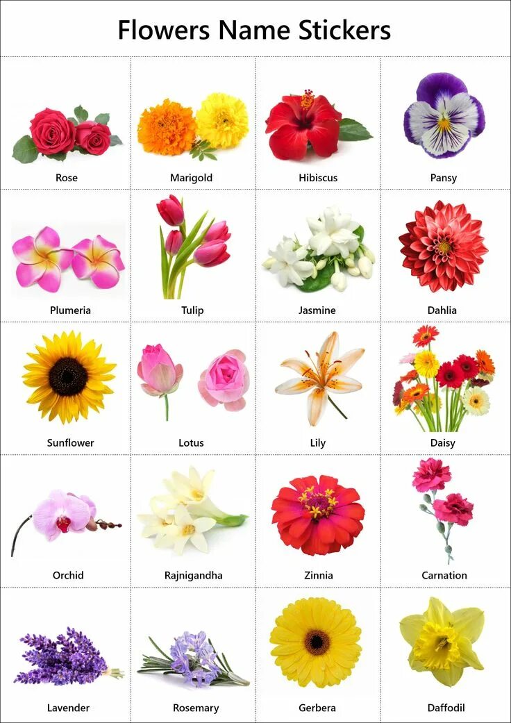 Простые цветы название и фото Flowers Name in English: Pictures Videos Charts - Ira Parenting Types of flowers