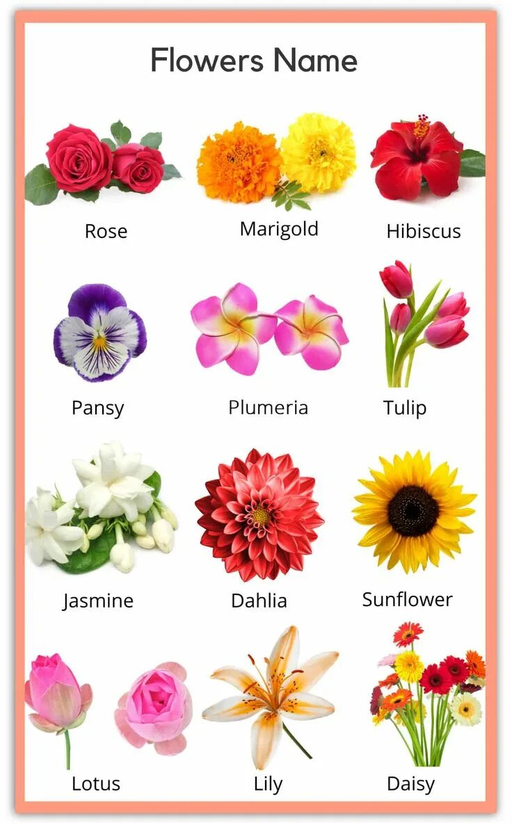 Простые цветы название и фото Flowers Name in English: Pictures Videos Charts - Ira Parenting Flowers name in 