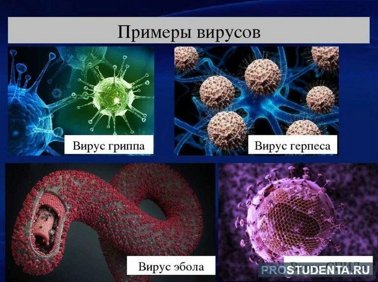 Простые вирусы фото Виды вирусов: общая информация и особенности, материал для реферата и подготовки