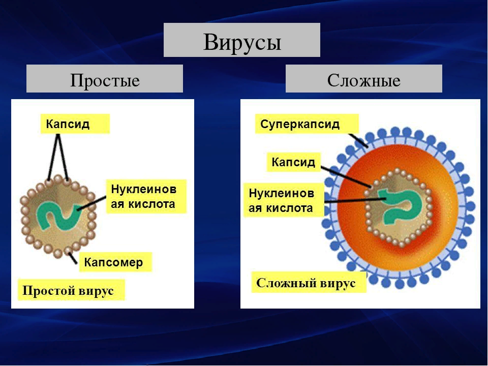 Простые вирусы фото Картинки ПРОСТОЙ ВИРУС ИМЕЕТ