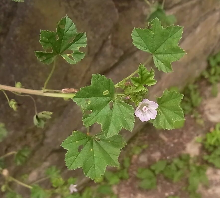 Просвирник лесной фото Malva neglecta - Image of an specimen - Plantarium