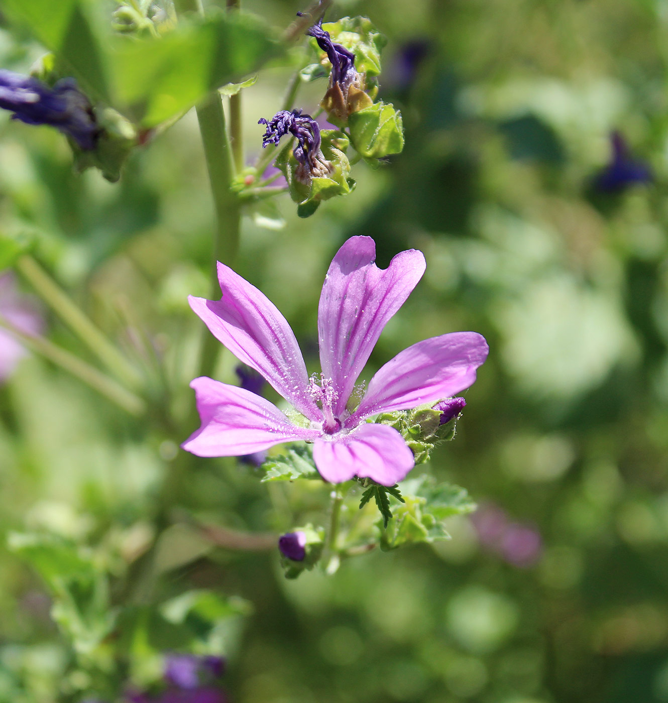 Просвирник лесной фото Malva sylvestris - Image of an specimen - Plantarium