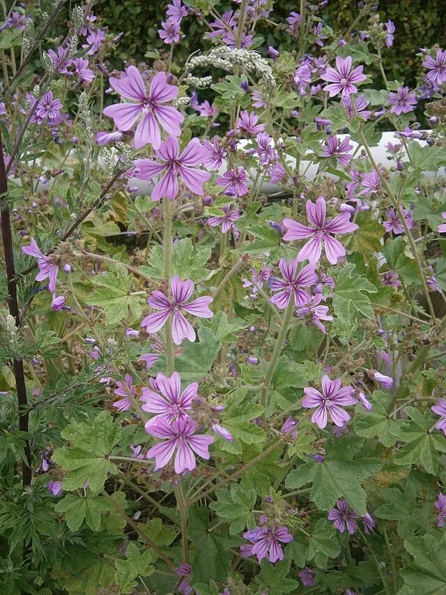 Просвирник лесной фото Файл:Malva sylvestris RHu 001.JPG - Вікіпедія