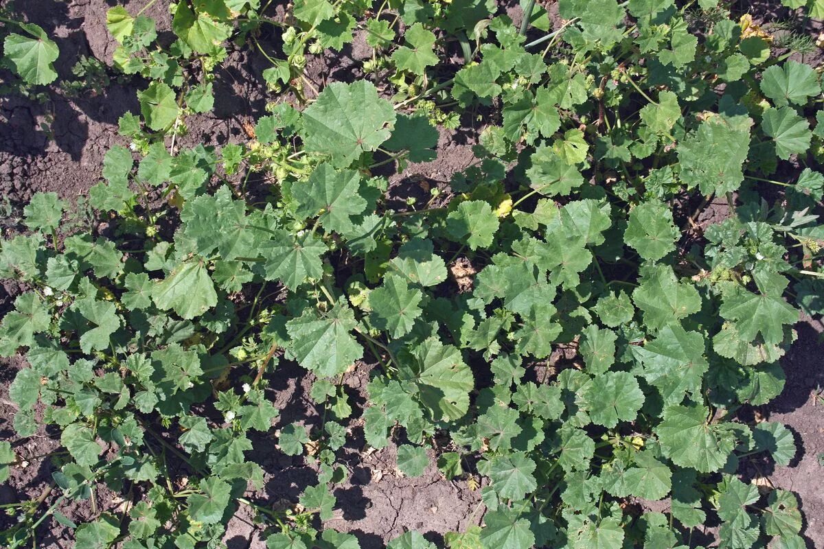 Просвирник лесной фото Просвирник маленький (Malva pusilla)