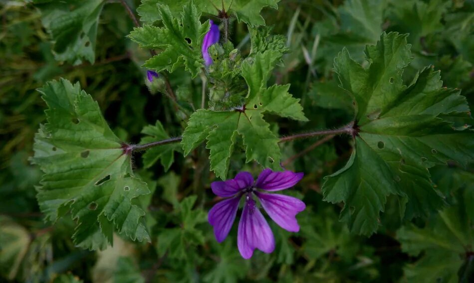 Просвирник лесной фото Malva sylvestris - Изображение особи - Плантариум