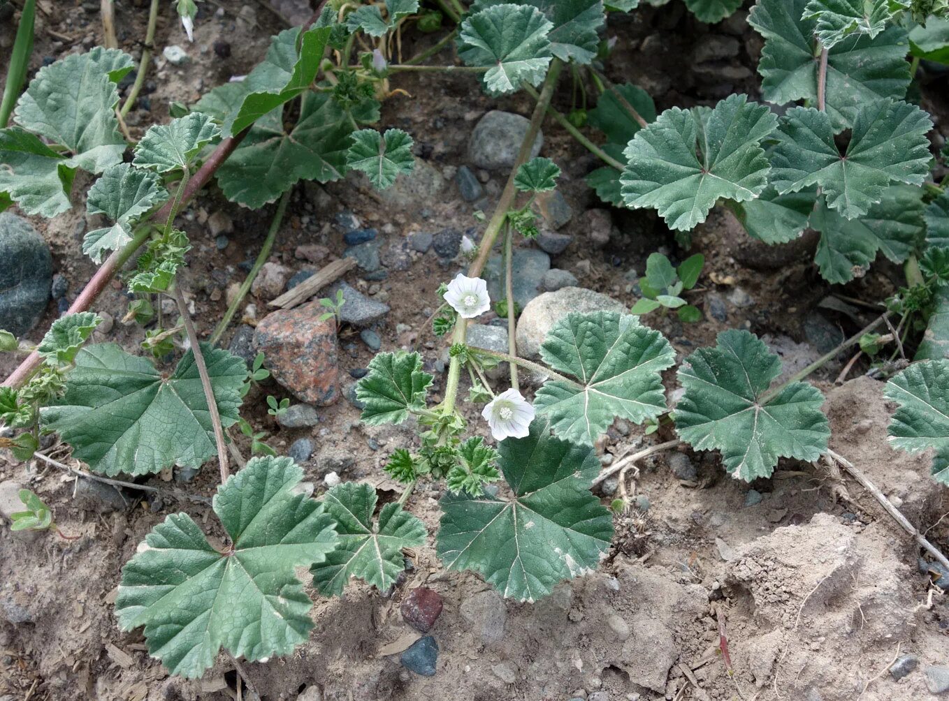 Просвирник лесной фото Malva neglecta - Изображение особи - Плантариум