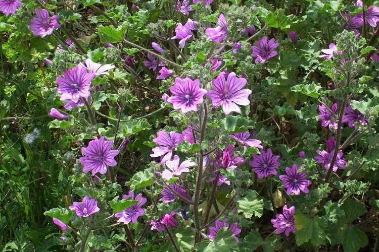 Просвирник лесной фото CalPhotos: Malva sylvestris; Mallow