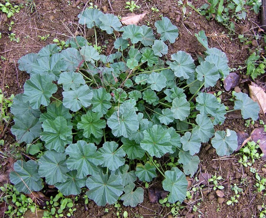 Просвирник лесной фото Malva pusilla - Image of an specimen - Plantarium