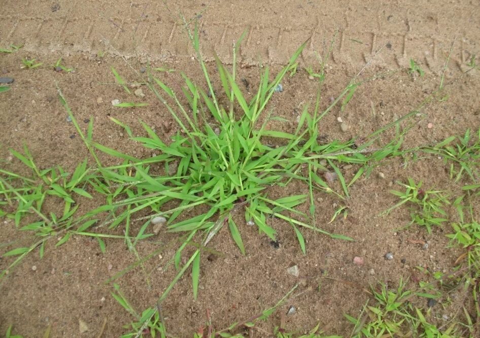 Просянка трава сорняк фото Digitaria ischaemum - Image of an specimen - Plantarium